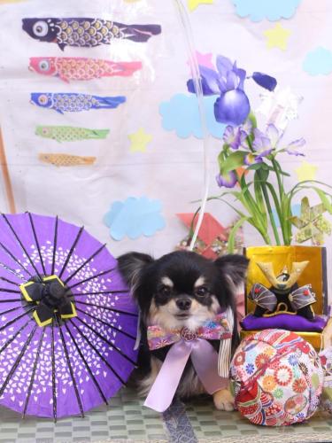 20240518プリンちゃん